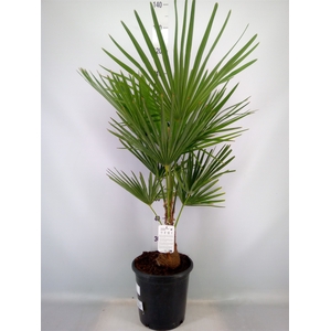 Trachycarpus fortunei