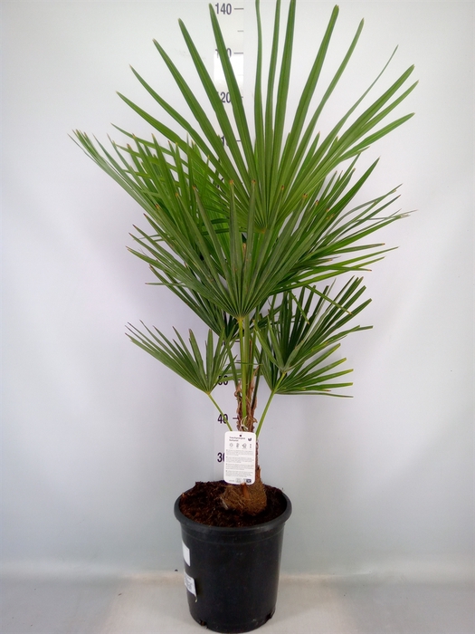<h4>Trachycarpus fortunei</h4>