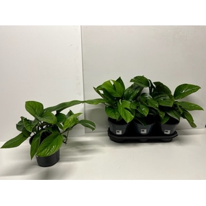 Monstera Pinnatipartita 19Ø 50cm