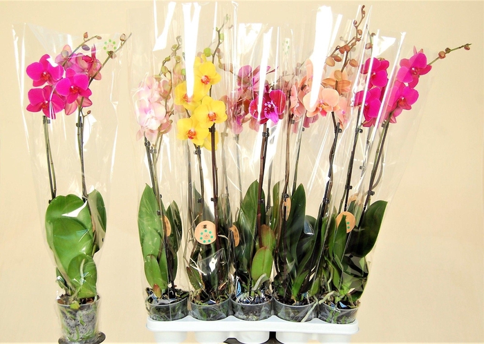 <h4>2 Tak Mix 7 KL</h4>