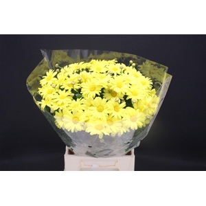 Leuc Margriet Yellow