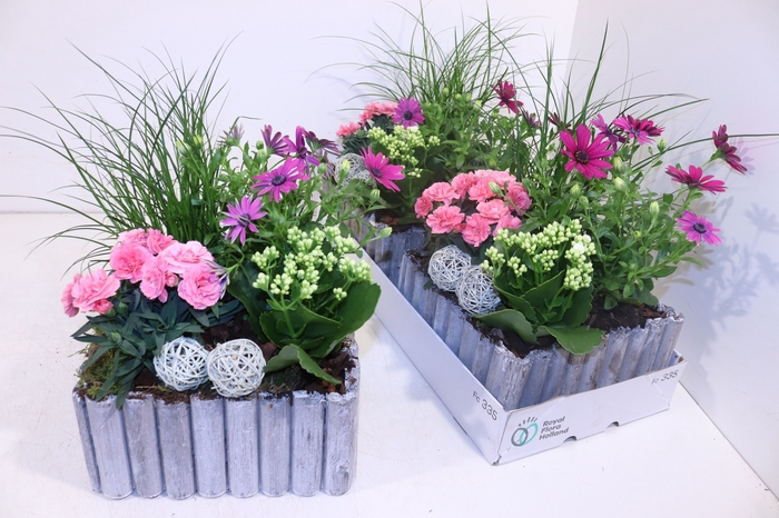 <h4>ARR TUINPLANTEN</h4>