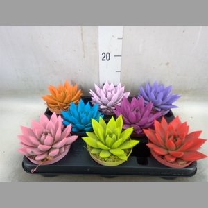 Echeveria  'Miranda'