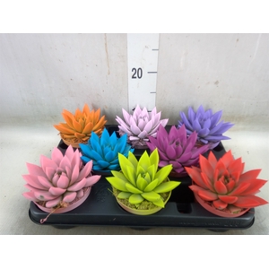 Echeveria  'Miranda'