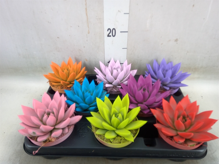<h4>Echeveria  'Miranda'</h4>