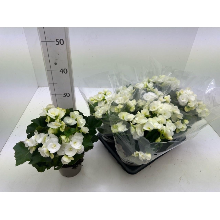 <h4>BEG HL NETJA</h4>