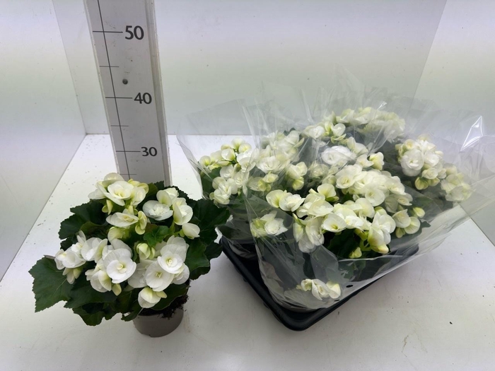 <h4>BEG HL NETJA</h4>