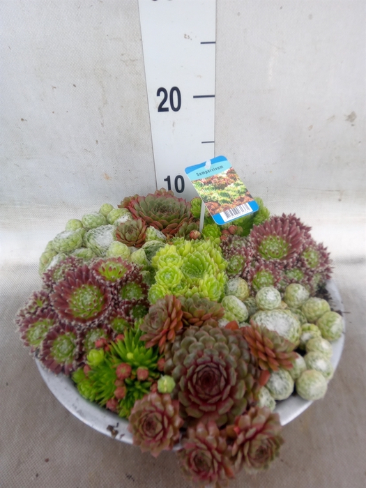 <h4>Sempervivum   ...</h4>