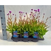 Verbena rigida