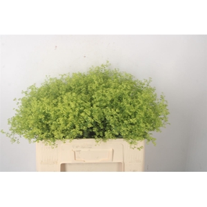 Alchemilla M Robustica