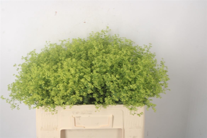 <h4>Alchemilla M Robustica</h4>