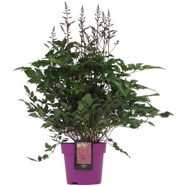 <h4>Astilbe 'Elisabeth van Veen'</h4>