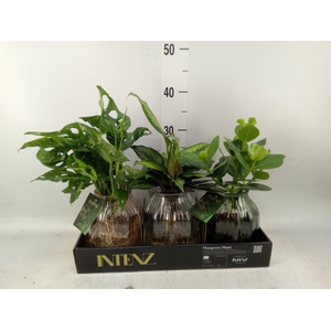Planten  ..mix