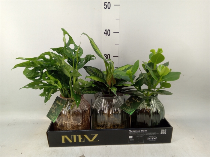 <h4>Planten  ..mix</h4>