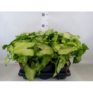 Syngonium  'White Butterfly'