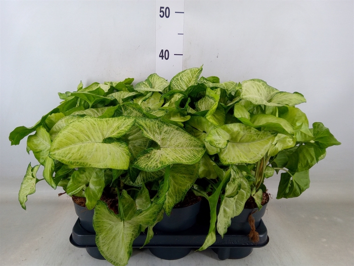 <h4>Syngonium  'White Butterfly'</h4>