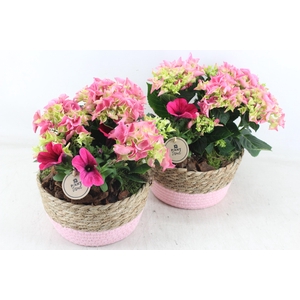 arr4 Outdoor PL - Hort. roze mandje half pink 338/3