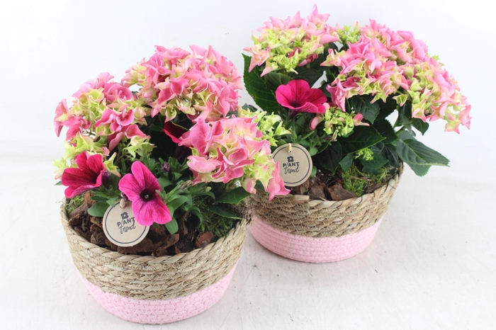 <h4>arr4 Outdoor PL - Hort. roze mandje half pink 338/3</h4>