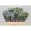 Oxypetalum Tweedia Blue