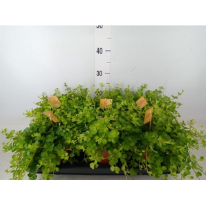 Peperomia rotundifolia