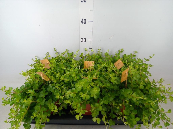 <h4>Peperomia rotundifolia</h4>