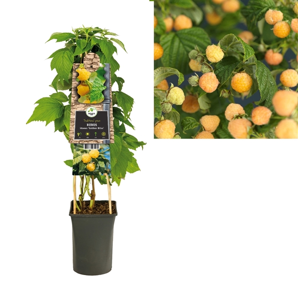 <h4>Rubus idaeus 'Golden Everest' +3.0 label</h4>