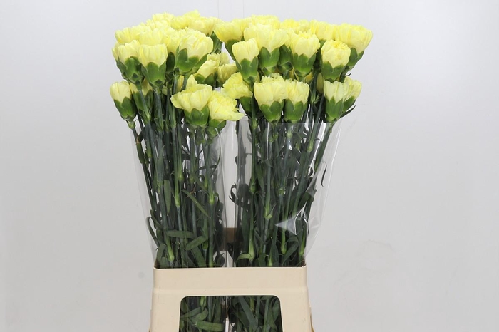 <h4>Dianthus St Ilias</h4>