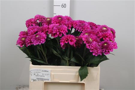 Dahl Purple Fox