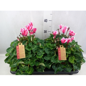 Cyclamen GR 'XL'