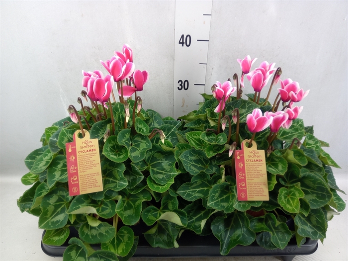 Cyclamen GR 'XL'