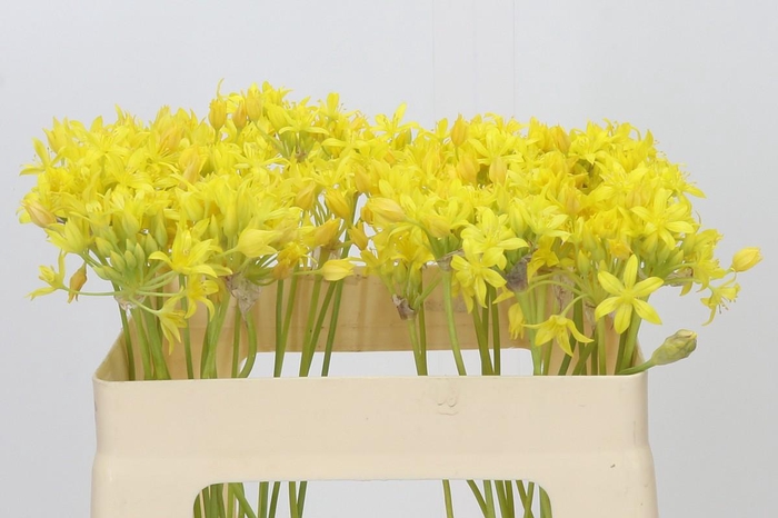 <h4>Allium Moly Jeannine</h4>