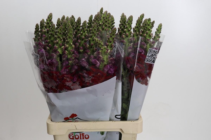 <h4>Antirrhinum Potomac Red</h4>