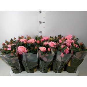 Rosa  'Adele Kordana Grande'