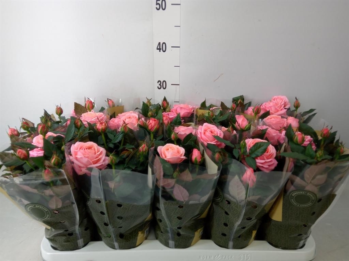 <h4>Rosa 'Adele Kordana Grande'</h4>