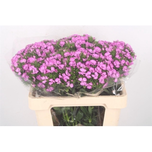 Di Barb Breanthus Melian Lila