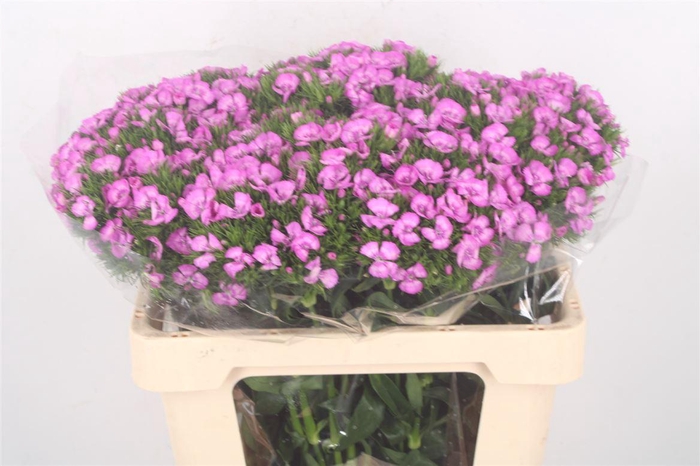 <h4>Di Barb Breanthus Melian Lila</h4>