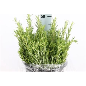Rozemarijn 400 Gram