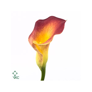 Calla Amazone