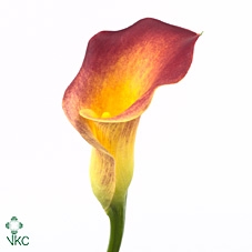 <h4>Calla Amazone</h4>