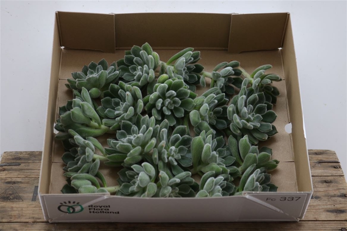 Echeveria Green Velvet Klein X20