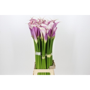 Zantedeschia Eydolls Purple White
