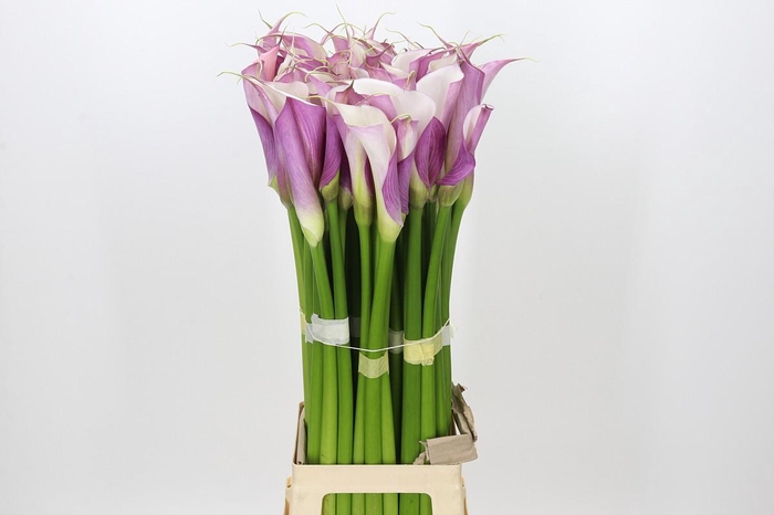 Zantedeschia Eydolls Purple White