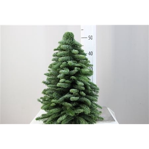 Kerstboom Nobilis 50