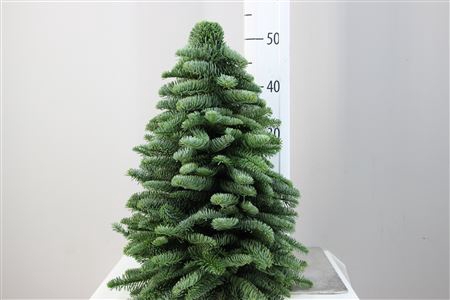 <h4>Kerstboom Nobilis 50</h4>