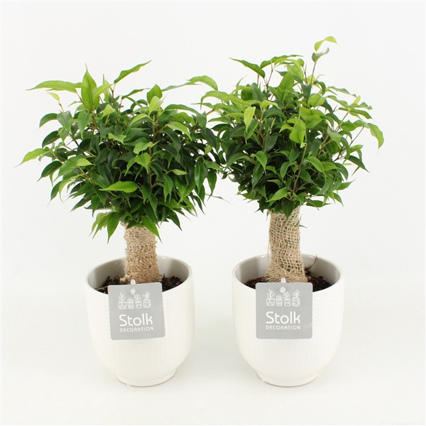 <h4>Ficus Benjamina Natasja in Liv keramiek</h4>