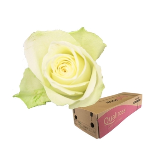R Gr Athena -in box