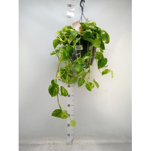 Epipremnum pinn.   HG