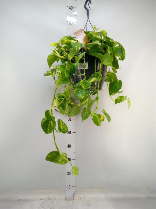 <h4>Epipremnum pinn.   HG</h4>