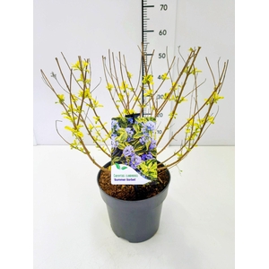 Caryopteris x clandonensis