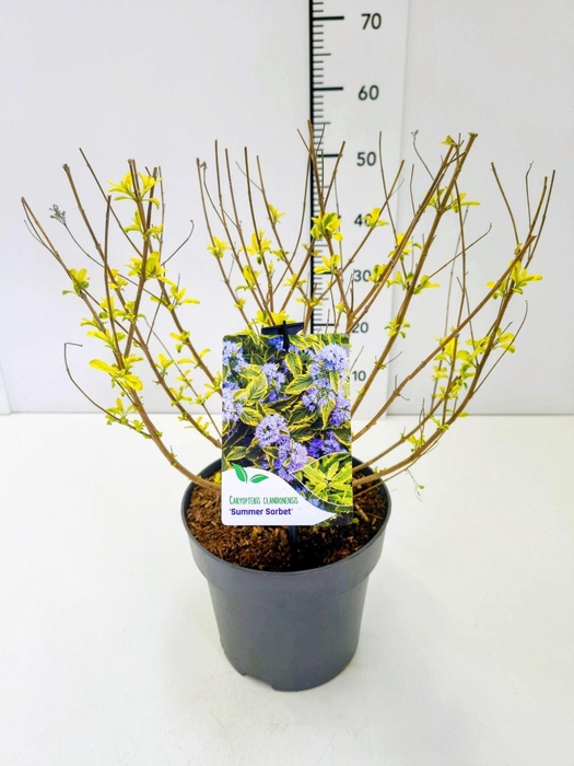 <h4>Caryopteris x clandonensis</h4>